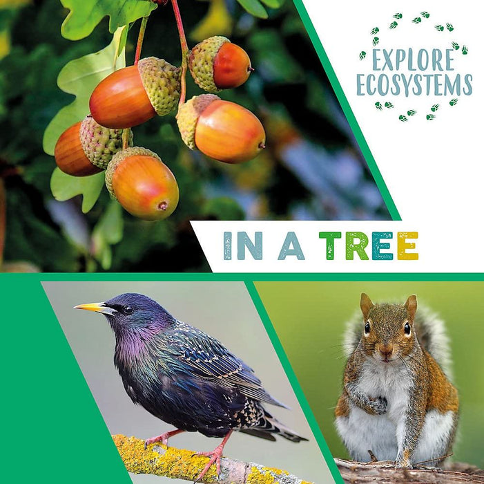 Explore Ecosystems: In a Tree (Paperback)